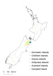 Veronica hulkeana subsp. evestita distribution map based on databased records at AK, CHR & WELT.
 Image: K.Boardman © Landcare Research 2022 CC-BY 4.0